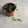String of pearls house plant succulent Image 3