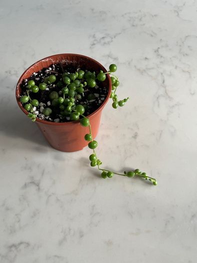String of pearls house plant succulent
