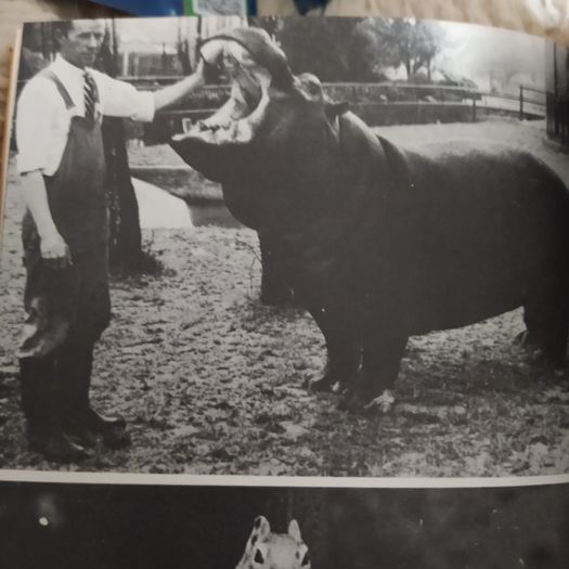 Dublin Zoo,interest/Some of my best Friends are Animals/ Terry Murphy