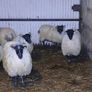 Mule ewe lambs Image 2
