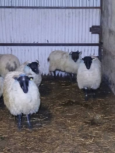 Mule ewe lambs