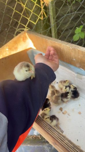 Pekin bantam chicks
