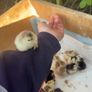 chicken Image 2