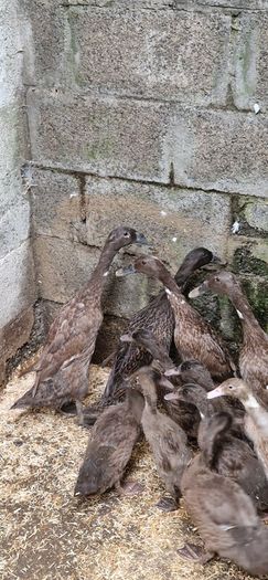 Ducks, Drakes, Ducklings