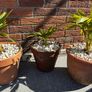 Trachycarpus Fortunei plants in ceramic pots Image 2