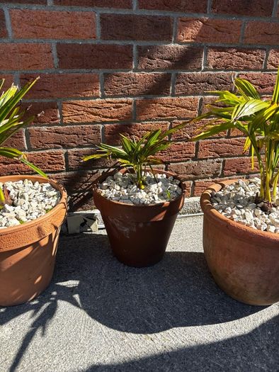 Trachycarpus Fortunei plants in ceramic pots