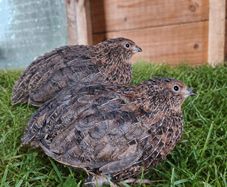 Quail