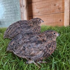 Quail