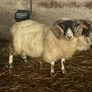 Ram Image 2
