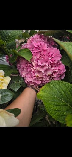 garden plants