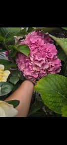 Hortensia
