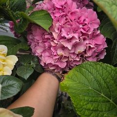 Hortensia