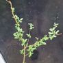 ornamental tree Image 2