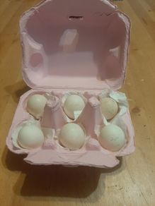Serama Hatching eggs