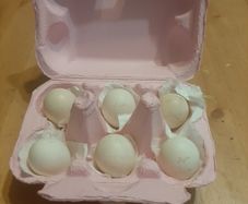 Serama Hatching eggs