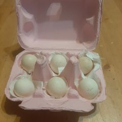 Serama Hatching eggs