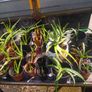Aloe Vera Air Purifying plants Image 3