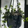 Pink Lady indoor plant with hanging pot Image 2