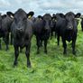 Angus heifers Image 3