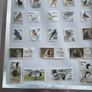 Framed Birds  of Ireland Stamp Collection Image 5