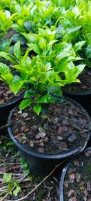 Holly Hedging
