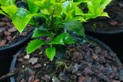 Holly Hedging