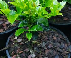 Holly Hedging