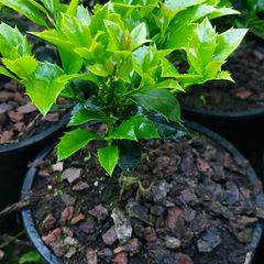 Holly Hedging