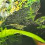 Fish Tank Neocaridina Shrimps Image 6