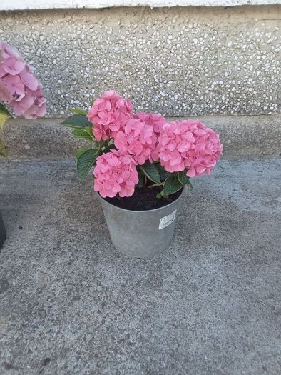 plants