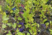 Griselinia hedging