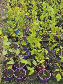 Griselinia hedging
