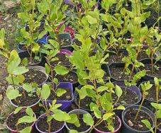 Griselinia hedging