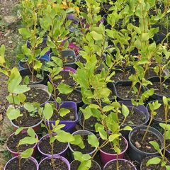 Griselinia hedging
