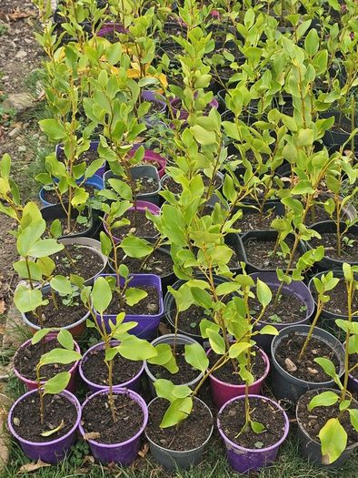 Griselinia hedging