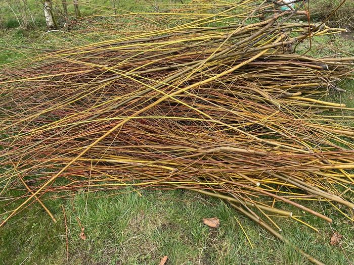 Willow cuttings