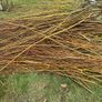 Willow cuttings Image 5