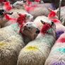 20 super brokie ewe lambs Image 4