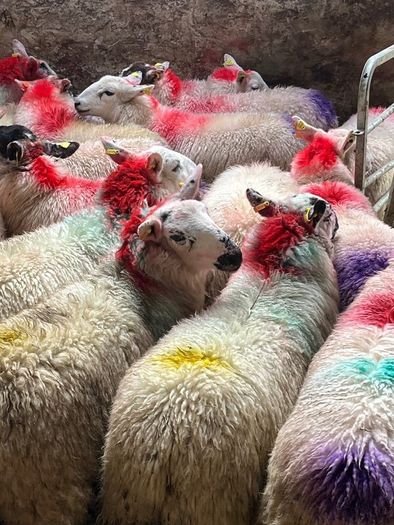 20 super brokie ewe lambs