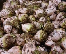 Fodder Beet