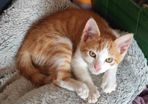 Beautiful Kitten for Adoption (Via Roscommon SPCA Only)