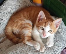 Beautiful Kitten for Adoption (Via Roscommon SPCA Only)