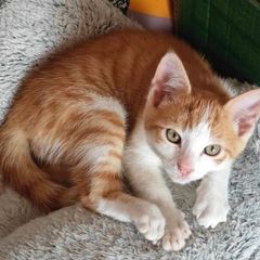 Beautiful Kitten for Adoption (Via Roscommon SPCA Only)