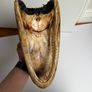 Preserved Alligator Head Image 3