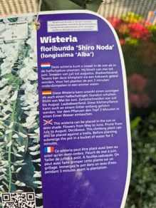 wisteria