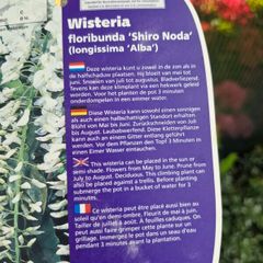 wisteria