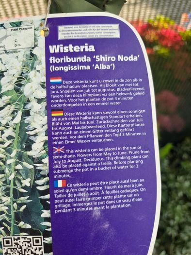 wisteria