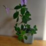 Streptocarpus saxorum  Cape primrose plant Image 3