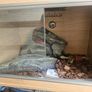 reptile tank enclosure Image 8