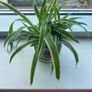 Spider Plants Image 2